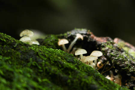 green moss background in forest , have many species flora and mushroom growth in treeの写真素材