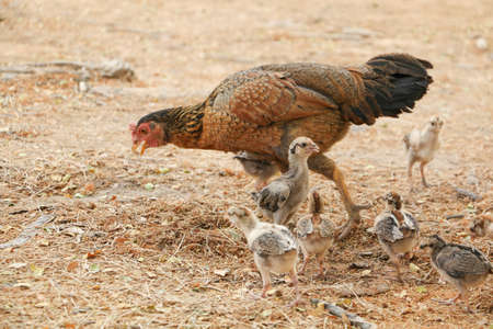 red chicks and hen walking for food on the groundの写真素材