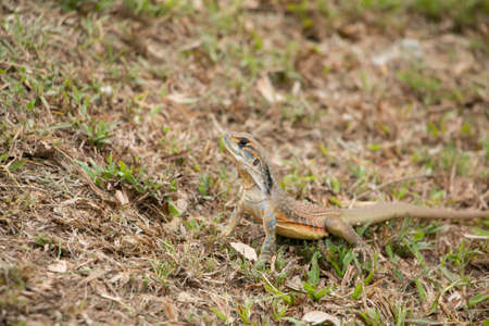 butterfly lizards group of agamid lizards of which very little is known. They are native to  Thailandの写真素材