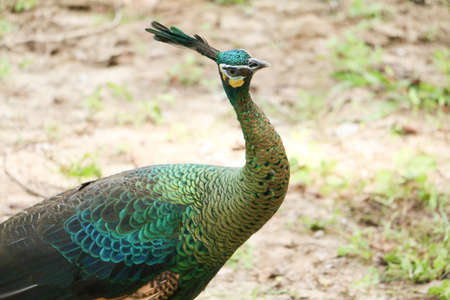 Green peafowl are large birds, amongst the largest living galliforms in terms of overall sizeの写真素材