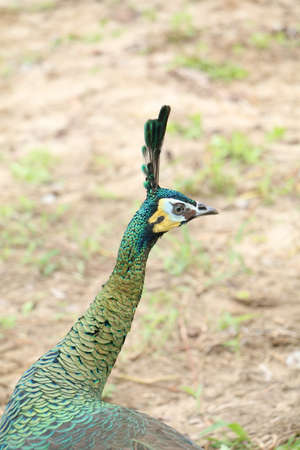 Green peafowl are large birds, amongst the largest living galliforms in terms of overall sizeの写真素材