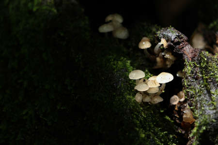 green moss background in forest , have many species flora and mushroom growth in treeの写真素材