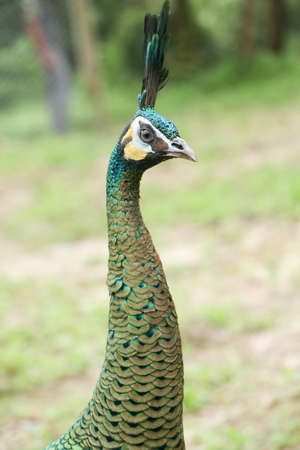 Green peafowl are large birds, amongst the largest living galliforms in terms of overall sizeの写真素材