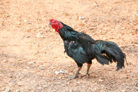 red chicks and hen walking for food on the groundの写真素材