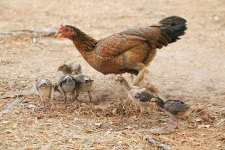 red chicks and hen walking for food on the groundの写真素材