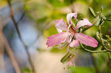 Purple orchid tree is closely related to peacock flower  and  most beautiful, the royal poincianaの写真素材