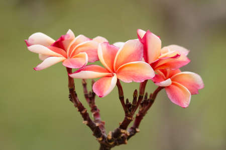 Most species are deciduous shrubs or small trees. are most fragrant at nightの写真素材
