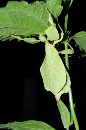 Phyllium bioculatum have extremely flattened, irregularly shaped bodies, wings, and legs.