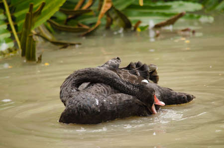Cygnus atratus is a large waterbird with mostly black plumage and red bills.の写真素材