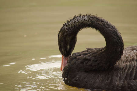 Cygnus atratus is a large waterbird with mostly black plumage and red bills.の写真素材