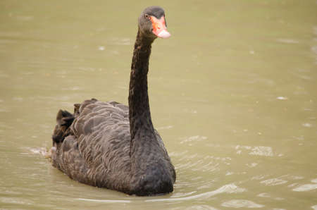 Cygnus atratus is a large waterbird with mostly black plumage and red bills.の写真素材