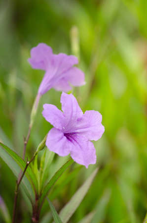 Ruellia squarrosa plant sink pots to the rim at the edge of ponds or water gardens.の写真素材