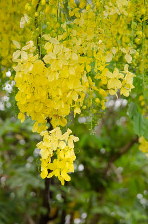 Cassia fistula  is the national tree of Thailand, and its flower is Thailand's national flower.It blooms in late spring. Flowering is profuse, with trees being covered with yellow flowers,の写真素材