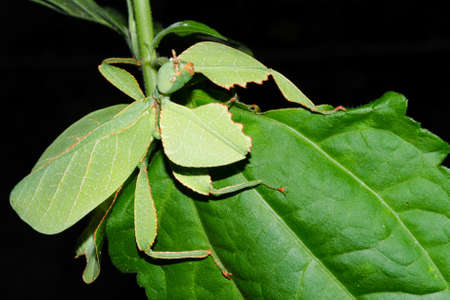 Phyllium bioculatum have extremely flattened, irregularly shaped bodies, wings, and legs.の写真素材