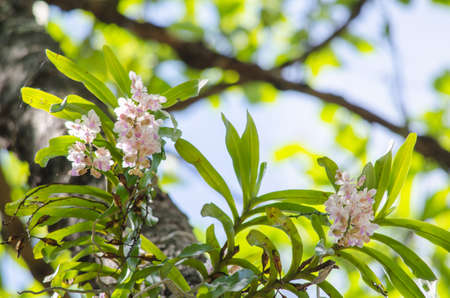 The Orchidaceae are a diverse and widespread family of flowering plants, with blooms that are often colourful .の写真素材