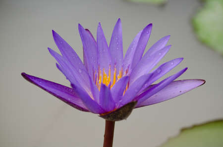 Lotus Flower is one of two extant species of aquatic plant in the family Nelumbonaceae.の写真素材