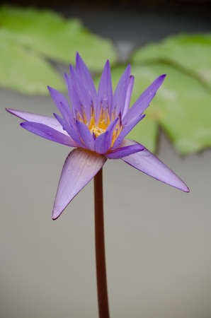 Lotus Flower is one of two extant species of aquatic plant in the family Nelumbonaceae.の写真素材