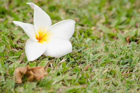 Most species are deciduous shrubs or small trees. are most fragrant at nightの写真素材