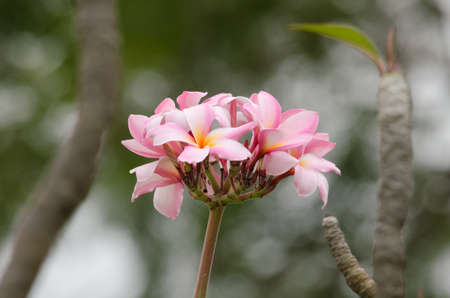 Most species are deciduous shrubs or small trees. are most fragrant at nightの写真素材