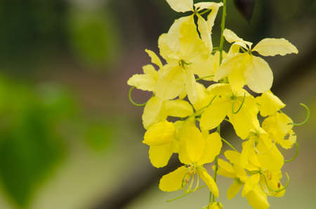 Cassia fistula  is the national tree of Thailand, and its flower is Thailand's national flower.It blooms in late spring. Flowering is profuse, with trees being covered with yellow flowers,の写真素材