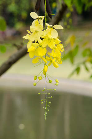 Cassia fistula  is the national tree of Thailand, and its flower is Thailand's national flower.It blooms in late spring. Flowering is profuse, with trees being covered with yellow flowers,の写真素材