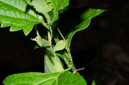 Phyllium bioculatum have extremely flattened, irregularly shaped bodies, wings, and legs.の写真素材