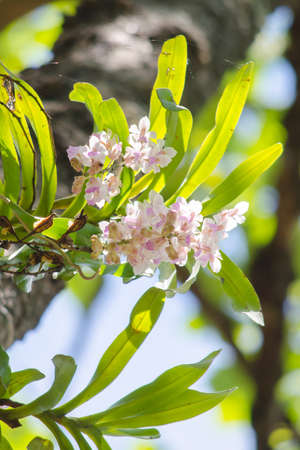 The Orchidaceae are a diverse and widespread family of flowering plants, with blooms that are often colourful .の写真素材