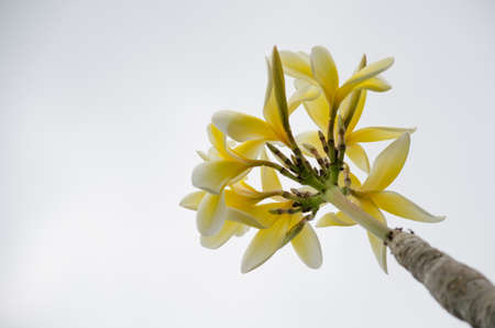 Most species are deciduous shrubs or small trees. are most fragrant at nightの写真素材