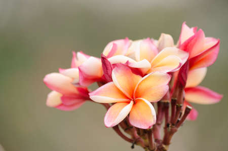 Most species are deciduous shrubs or small trees. are most fragrant at nightの写真素材
