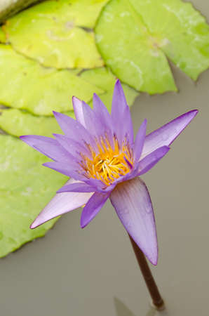 Lotus Flower is one of two extant species of aquatic plant in the family Nelumbonaceae.の写真素材
