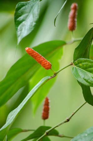 it is fruit, which is usually dried and used as a spice and seasoning.の写真素材