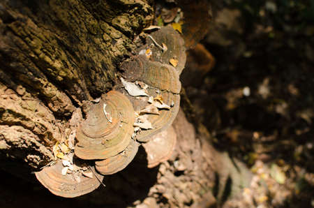 Balanophoraceae are a subtropical to tropical family of obligate parasitic flowering plants and are normally found in moist inland forests growing on tree rootsの写真素材
