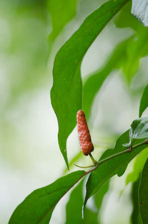 it is fruit, which is usually dried and used as a spice and seasoning.の写真素材
