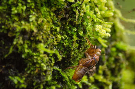 moss is flora and growth on the tree in deep forest . it has water o sporeの写真素材
