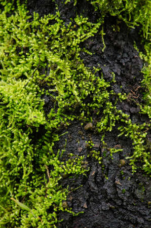moss is flora and growth on the tree in deep forest . it has water o sporeの写真素材