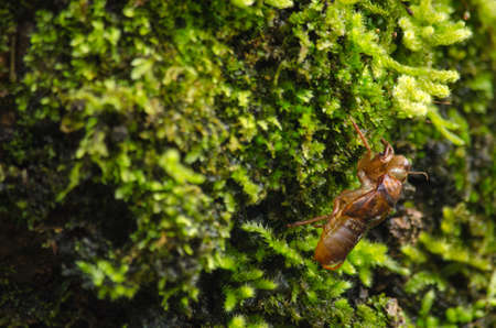 moss is flora and growth on the tree in deep forest . it has water o sporeの写真素材