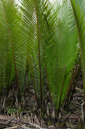 wurmb is growth near river and it is palm . it has fruit for desertの写真素材
