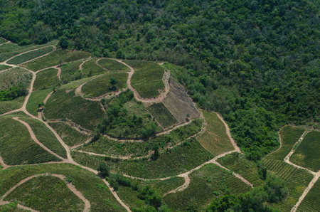 top view of forest in thailand and blue sky. some  areas is change ground to agriculture