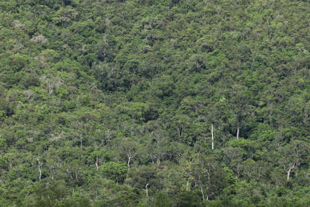 top view of forest in thailand and blue sky.の写真素材