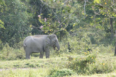 Asian elephants are the largest living land animals in Asia.Asian elephants are highly intelligent and self-aware.の写真素材
