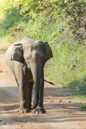 Asian elephants are the largest living land animals in Asia.Asian elephants are highly intelligent and self-aware.の写真素材