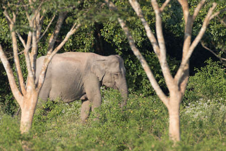 Asian elephants are the largest living land animals in Asia.Asian elephants are highly intelligent and self-aware.の写真素材