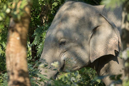 Asian elephants are the largest living land animals in Asia.Asian elephants are highly intelligent and self-aware.の写真素材