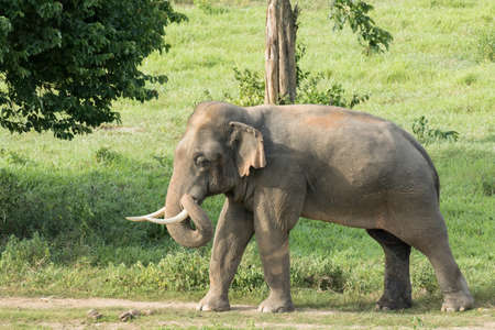 Asian elephants are the largest living land animals in Asia.Asian elephants are highly intelligent and self-aware.の写真素材