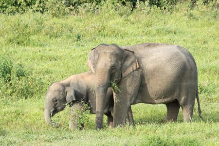 Asian elephants are the largest living land animals in Asia.Asian elephants are highly intelligent and self-aware.の写真素材