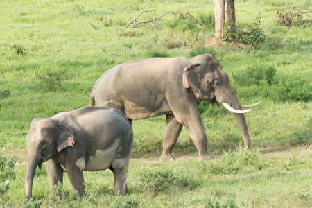 Asian elephants are the largest living land animals in Asia.Asian elephants are highly intelligent and self-aware.の写真素材