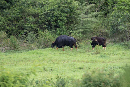 Guar is big body , black skin in old years,red skin in young years.Gaur historically occurred throughout mainland South and Southeast Asia.の写真素材
