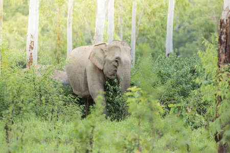 Asian elephants are the largest living land animals in Asia.Asian elephants are highly intelligent and self-aware.の写真素材