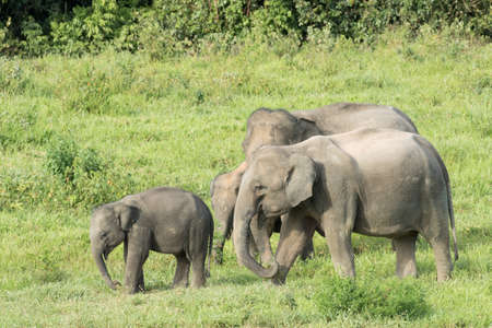 Asian elephants are the largest living land animals in Asia.Asian elephants are highly intelligent and self-aware.の写真素材