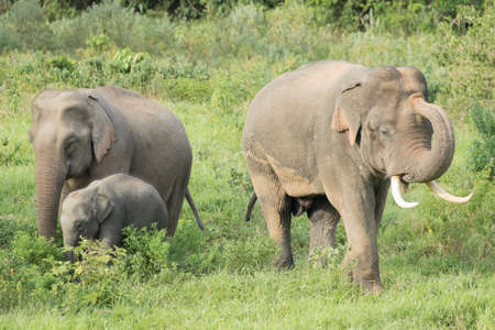 Asian elephants are the largest living land animals in Asia.Asian elephants are highly intelligent and self-aware.の写真素材